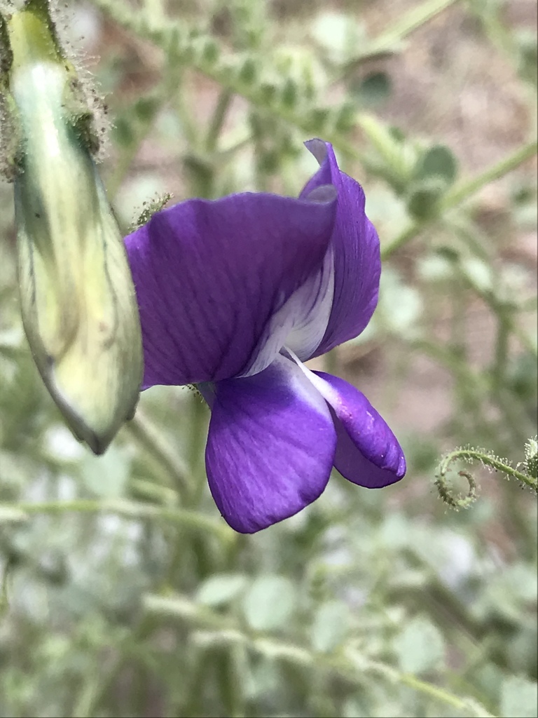 small-leafed chickpea