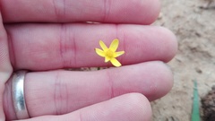 Pauridia trifurcillata