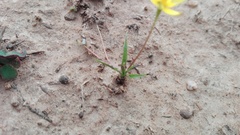 Pauridia trifurcillata