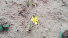 Pauridia trifurcillata