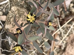 Euphorbia tibetica