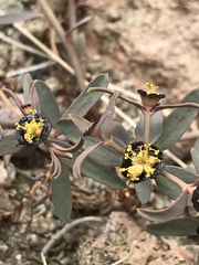 Euphorbia tibetica