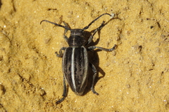 Dorcadion holosericeum