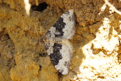 Epirrhoe galiata