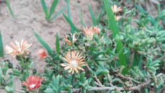 Delosperma testaceum