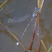 Southern Spreadwing - Photo (c) Jim Lemon, some rights reserved (CC BY-NC)