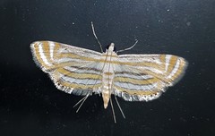 Parapoynx villidalis