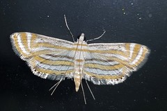 Parapoynx villidalis