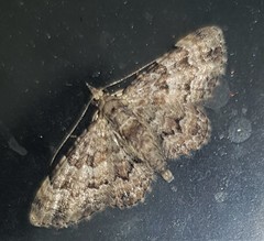 Gymnoscelis lophopus