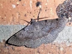 Encryphia frontisignata