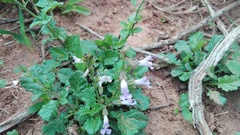 Salvia scabra