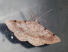 Encryphia frontisignata