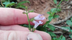 Salvia scabra
