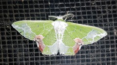 Protuliocnemis partita