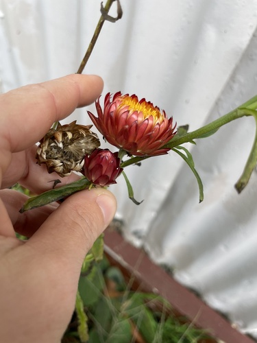 Xerochrysum bracteatum