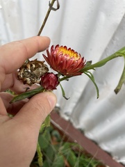Xerochrysum bracteatum