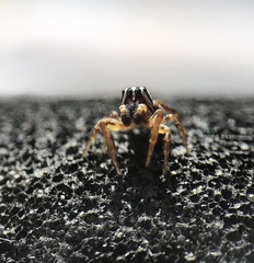 Pelegrina flavipes