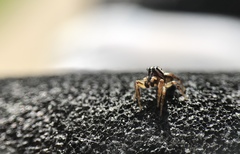 Pelegrina flavipes