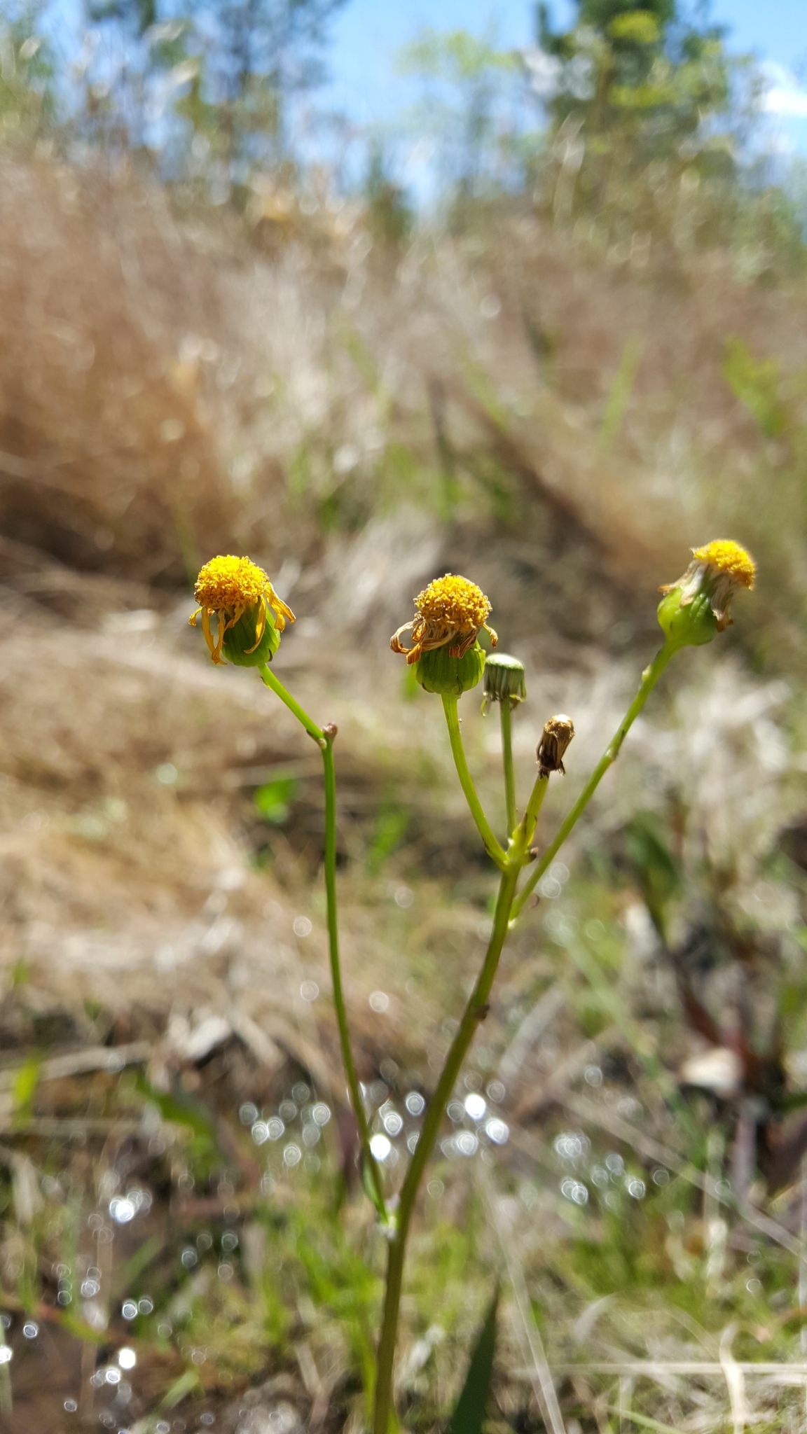 Packera crawfordii