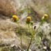 Crawford's Ragwort - Photo (c) Nate Hartley, some rights reserved (CC BY-NC), uploaded by Nate Hartley