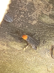 Plecia americana