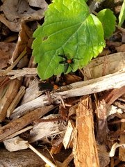 Plecia americana