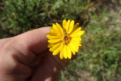 Thelesperma flavodiscum