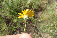 Thelesperma flavodiscum