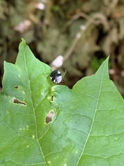 Tritomegas sexmaculatus