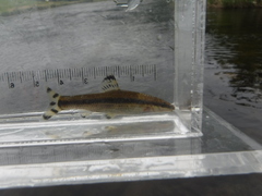 Black Shiner photo 2