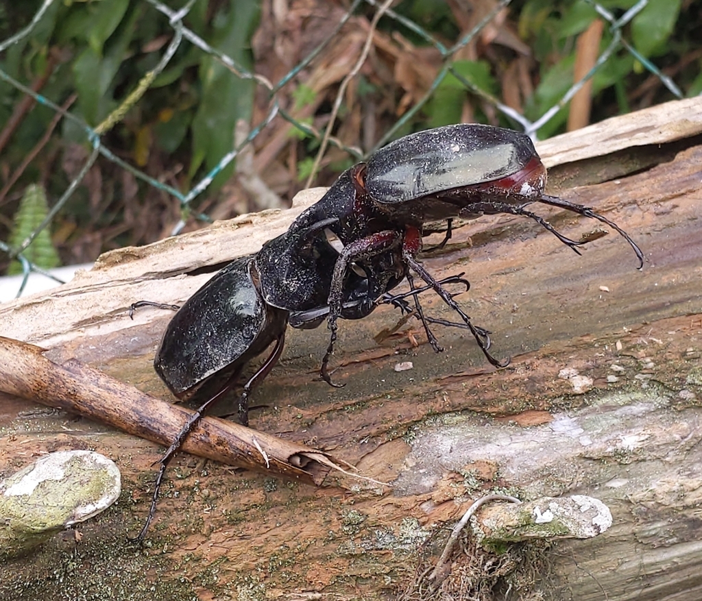 Chalcosoma chiron kirbyi from Fraser's Hill on April 27, 2024 at 10:46 ...