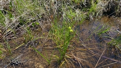 Carex lutea