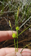 Carex lutea