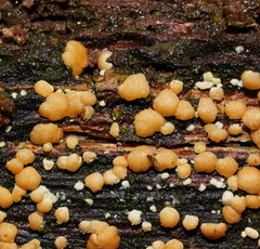 Trichoderma nothescens