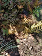 Dryopteris erythrosora