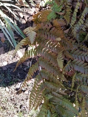 Dryopteris erythrosora