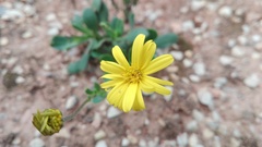 Osteospermum spathulatum