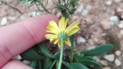 Osteospermum spathulatum