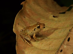 Bocourt's Robber Frog photo 3