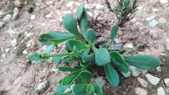 Osteospermum spathulatum