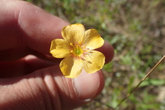 Linum hudsonioides