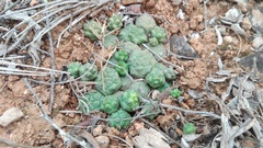 Euphorbia globosa
