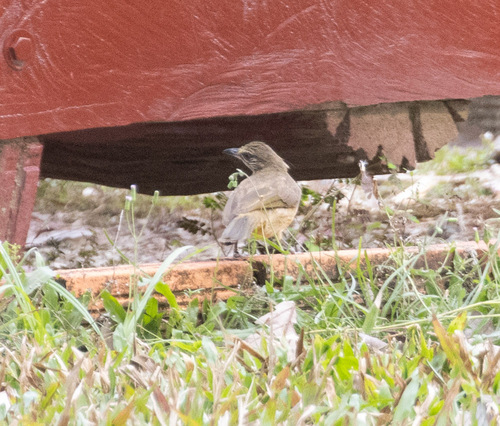 Streak-eared Bulbul (Pycnonotus conradi), photo 9