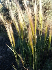Hordeum jubatum