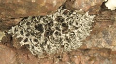 Heterodermia leucomelos