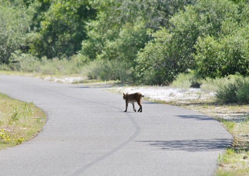 Bobcat photographed in Alabama