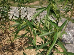 Codariocalyx motorius