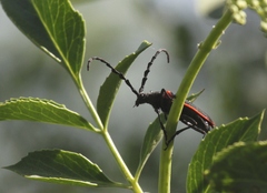 Desmocerus californicus