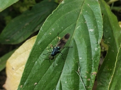 Eudmeta marginata