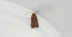 Agrotis vancouverensis